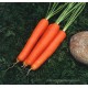 Kuroda Carrot